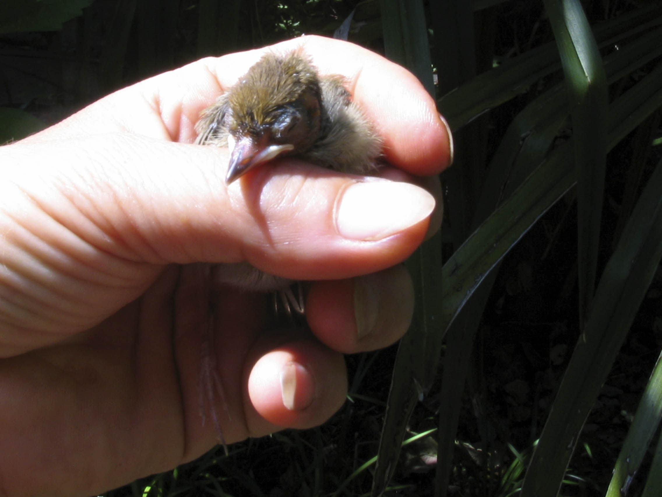 uccellino da identificare